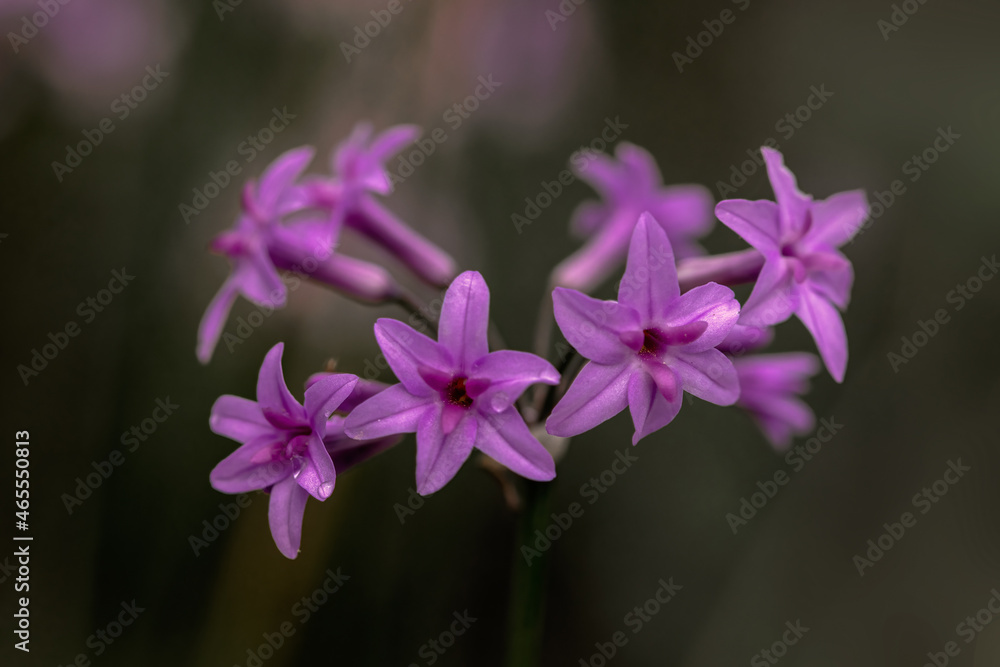 Closeup of flowers of Tulbaghia violacea in a garden against a dark background