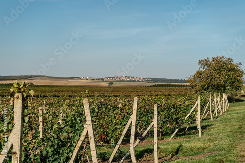 Vineyard autumn landscape in south Moravia,Czech Republic.Rows of Vineyard Grape Vines,blue sky, small village in background.Winemaking concept.Agricultural scene.Czech countryside on sunny day