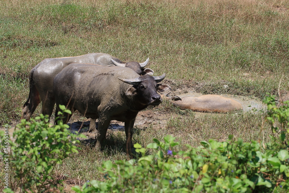water buffalo wallowing in mud water buffalo wallowing in mud