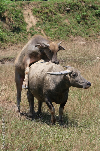 two water buffalo mating