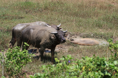 water buffalo wallowing in mud