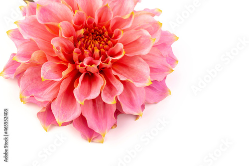Pink  yellow and white fresh dahlia flower macro photo isolated against white background. Picture in color emphasizing the light different colours and yellow white highlights. Mother day background.