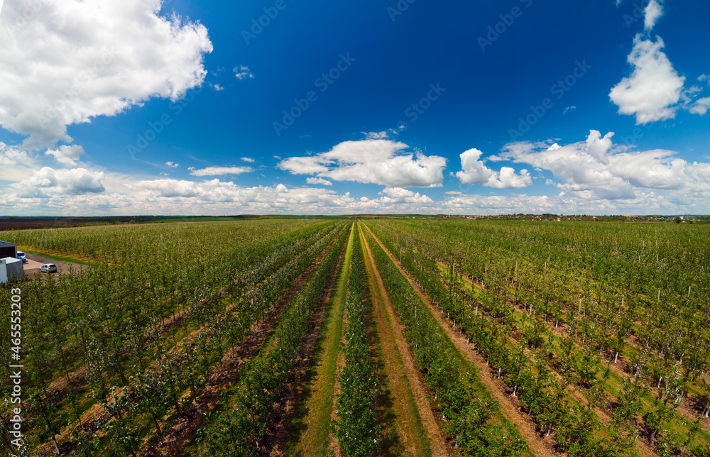 Aerial view panorama. Even rows of fruit trees, garden, field. Agricultural production concept. Summer sunny day. Apple pear trees.