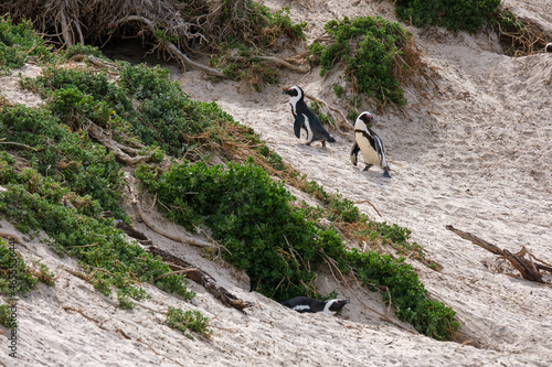 Penguins in Simons Town, Western Cape, South Africa
