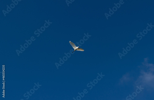 A great white heron in flight. Blue sky in background.