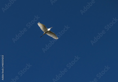 A great white heron in flight. Blue sky in background.