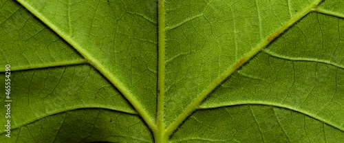Green leaf texture may be used as background. Macro texture of leaf.