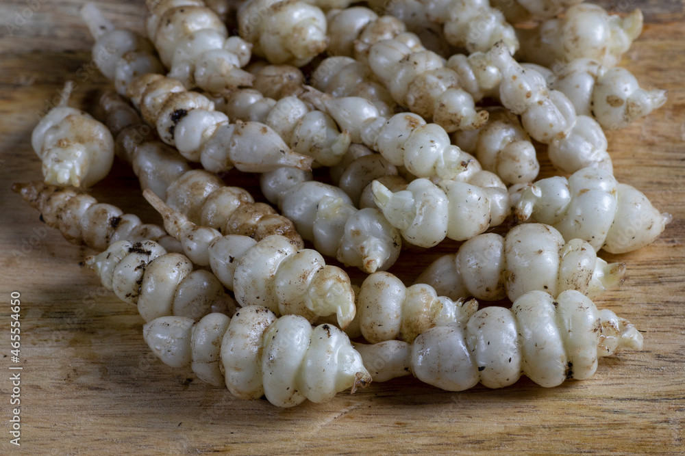 crosne japanese artichoke (Stachys affinis) root vegetable that can be eaten raw, pickled, dried or cooked crosne japanese artichoke (Stachys affinis) root vegetable that can be eaten raw, pickled, dried or cooked