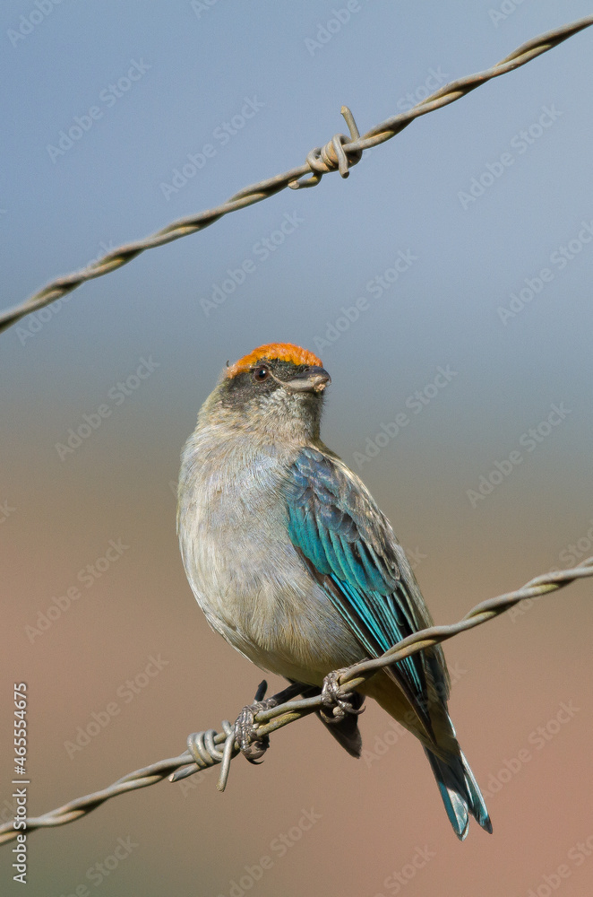 Fototapeta premium bird on the branch