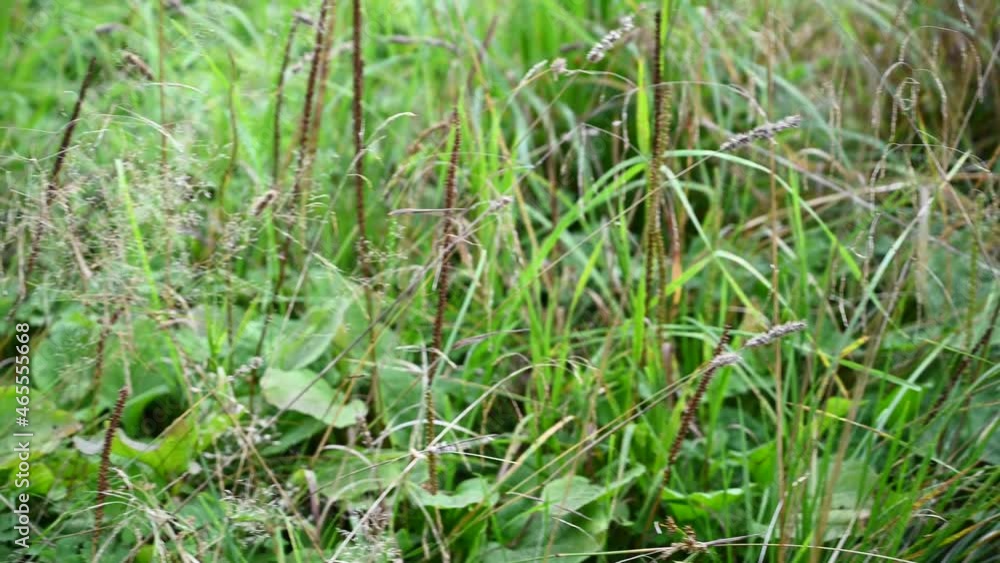 Dry grass and mature plantain in the field in the fall. Video panorama. High quality 4k footage Dry grass and mature plantain in the field in the fall. Video panorama. High quality 4k footage