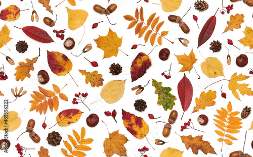 Autumn ornament isolated on a white background. Seamless autumn pattern. Autumn leaves. Autumn colors. Leaves of maple, oak, hornbeam and acorns, chestnuts, rowan and cones.