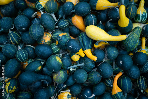 many blue and yellow pumpkins