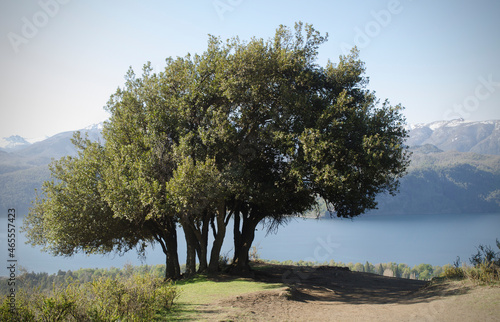 radal tree, in a panoramic place photo