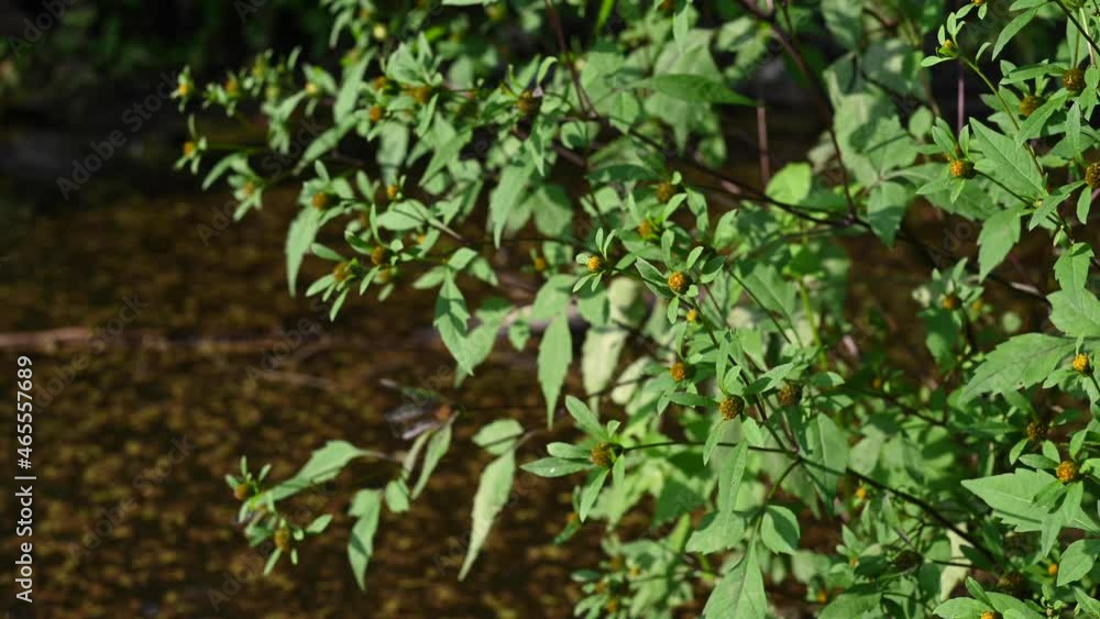 Bidens tripartita on the forest background. Medicinal plant. Static camera video, wind motion. High quality 4k footage Bidens tripartita on the forest background. Medicinal plant. Static camera video, wind motion. High quality 4k footage