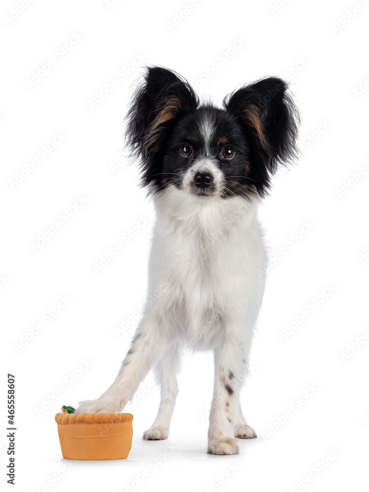 Excellent white black and tan Epagneul Nain Papillon dog puppy, standing facing front. One paw on toy. Looking towards camera. isolated on white background. Excellent white black and tan Epagneul Nain Papillon dog puppy, standing facing front. One paw on toy. Looking towards camera. isolated on white background.