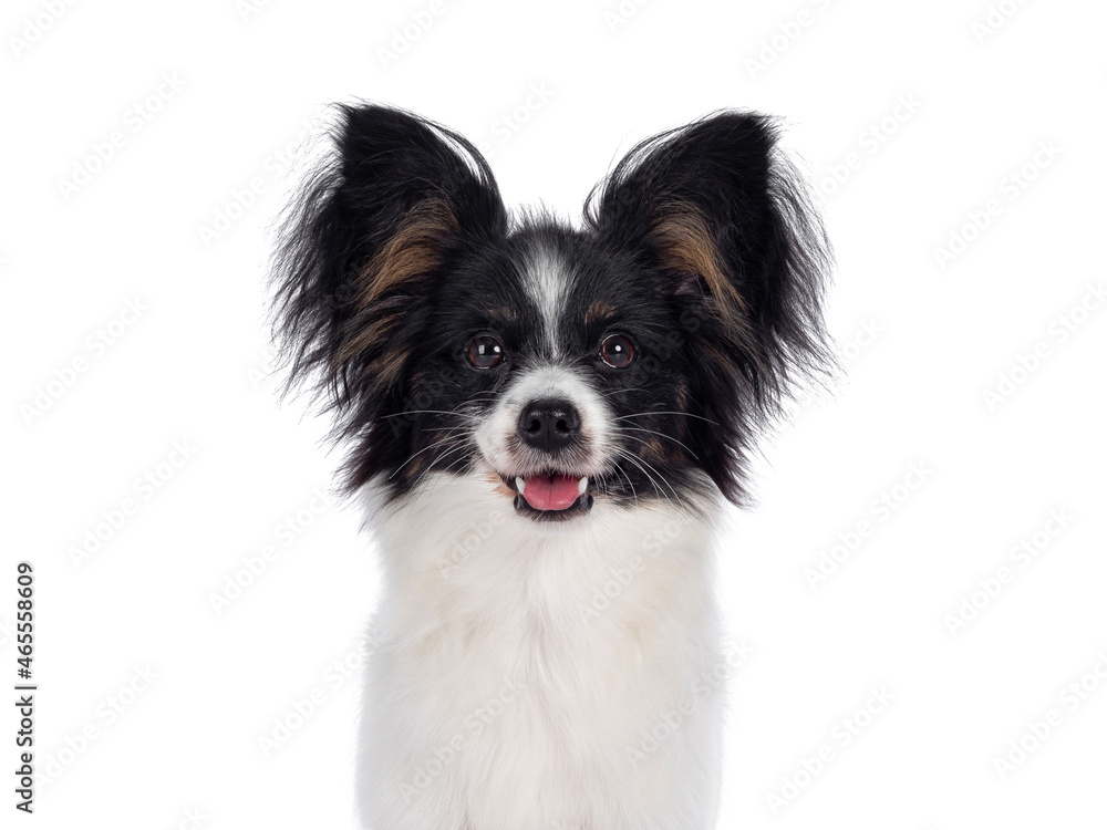 Head shot of excellent white black and tan Epagneul Nain Papillon dog puppy, standing facing front. Looking towards camera. isolated on white background. Head shot of excellent white black and tan Epagneul Nain Papillon dog puppy, standing facing front. Looking towards camera. isolated on white background.