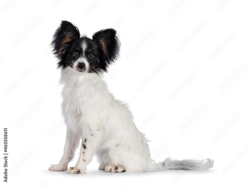 Excellent white black and tan Epagneul Nain Papillon dog puppy, sitting  side ways looking towards camera. isolated on white background.