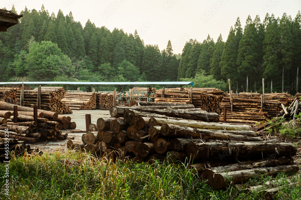 日本の林業の風景