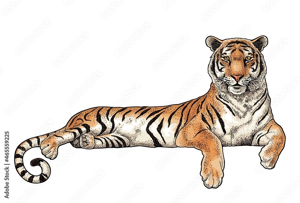 Obraz premium Lying tiger. Vintage black engraving illustration for poster. Isolated on white