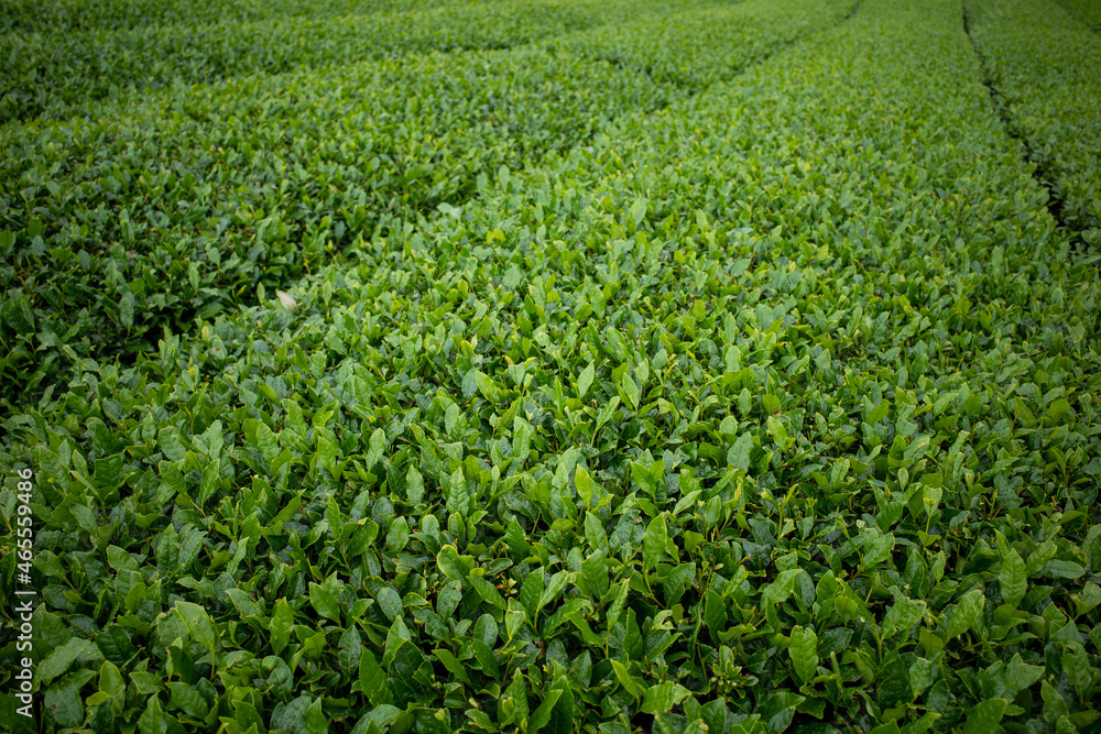 茶畑の風景