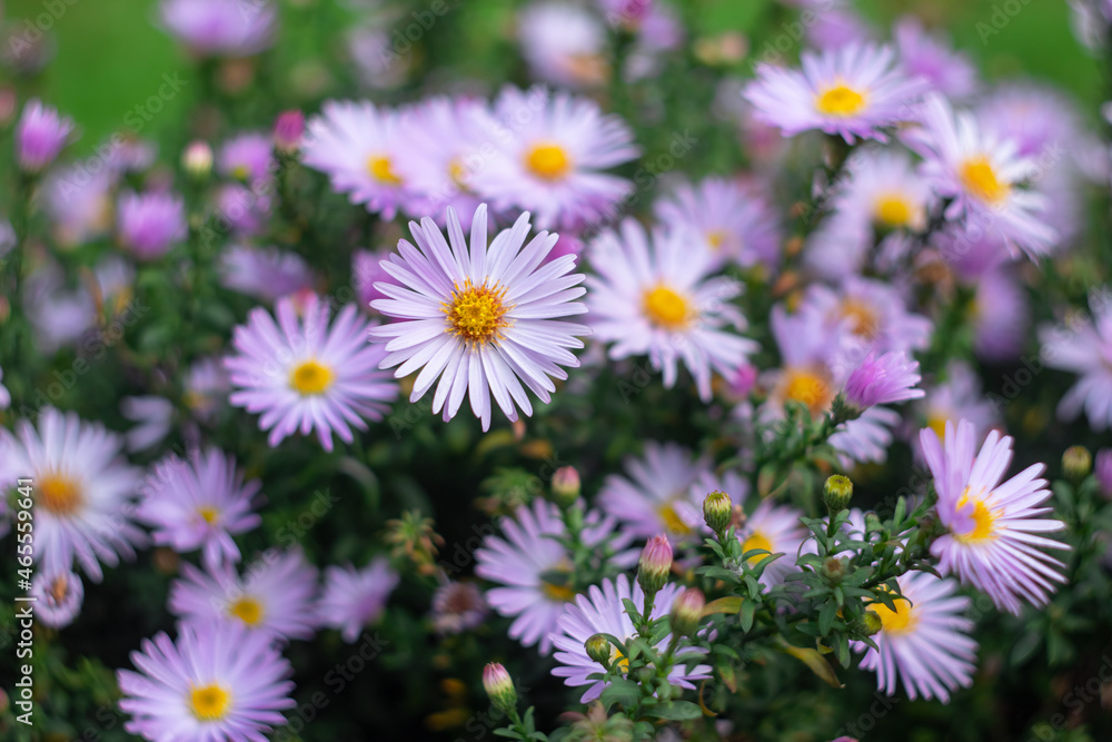 Symphyotrichum novi-belgii (Aster novi-belgii), New York aster. Flowering plant, Michaelmas daisy. Floral background, autumn purple flowers. Flowering field, blooming meadow.