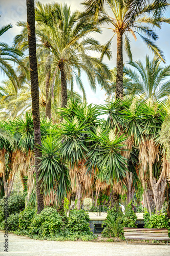 Palmeral of Elche  Spain  HDR Image