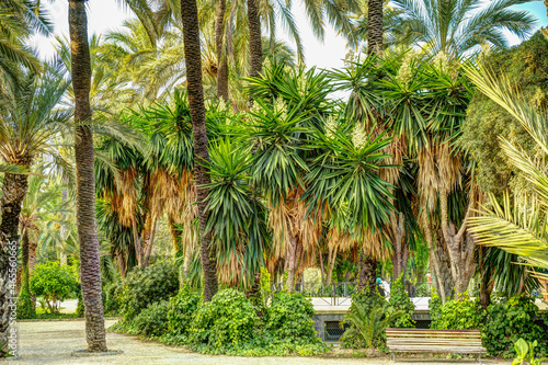 Palmeral of Elche  Spain  HDR Image