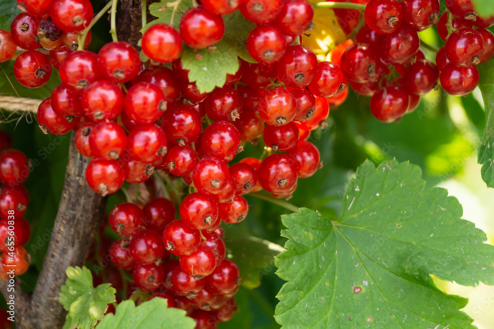 The Branch of the red currant on background green sheet. The Branch of the red currant on background green sheet.