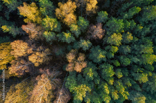 Directly above aerial drone full frame shot of green emerald pine forests and yellow foliage groves with beautiful texture of treetops. Beautiful fall season scenery. Mountains in autumn golden colors