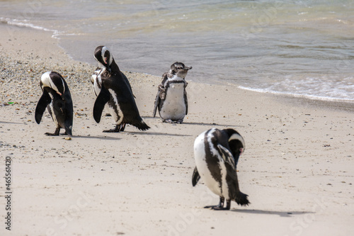 Penguins in Simons Town, Western Cape, South Africa. Boulders beach.