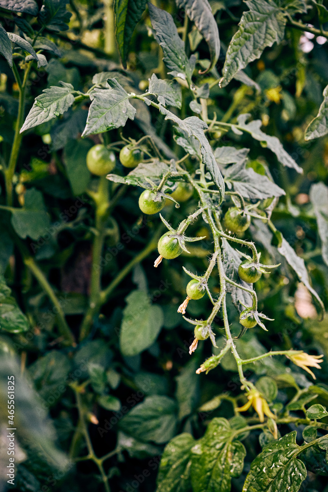 Bunch of cherry tomatoes growing on plant Bunch of cherry tomatoes growing on plant