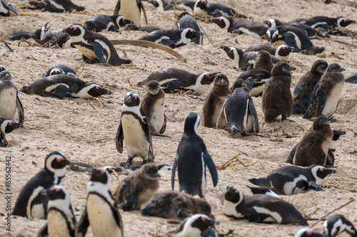 Penguins in Simons Town, Western Cape, South Africa. Boulders beach. © fotorudi_101