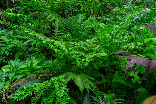 Tropical plants in the forest. Fresh green leaves background in the garden. Wild nature background. Fresh fern foliage closeup.