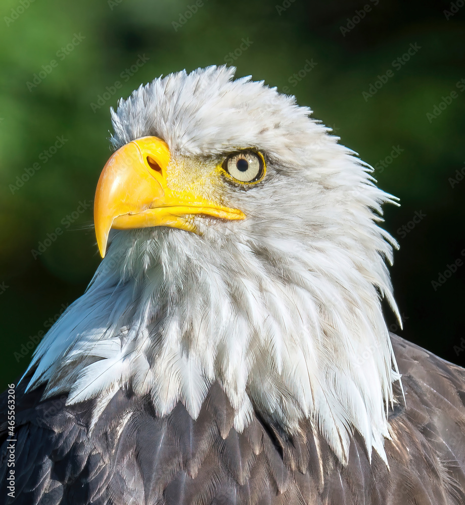 Eagle Eagle