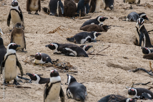 Penguins in Simons Town, Western Cape, South Africa. Boulders beach.