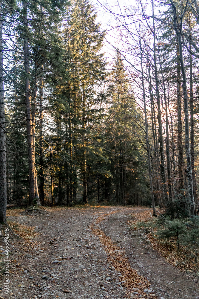 Obraz premium Autumn in Carpathians 