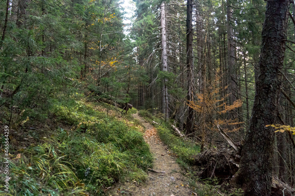 Fototapeta premium Autumn in Carpathians 