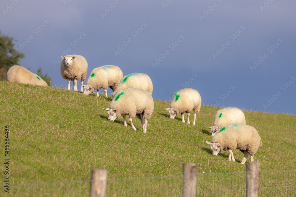 Fototapeta premium Typical summer landscape of Texel island, Domestic sheep standing and nibbling grass on the field, A group of lamps in open farm with green meadow on the dike, Noord Holland, Netherlands.