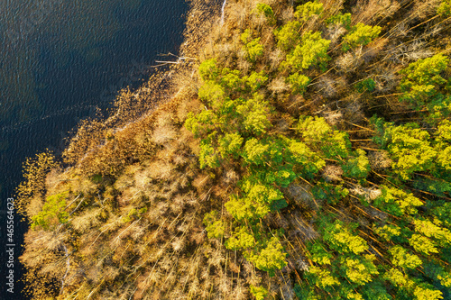 Directly above aerial drone full frame shot of green emerald pine forests and yellow foliage groves with beautiful texture of treetops. Beautiful fall season scenery. Mountains in autumn golden colors