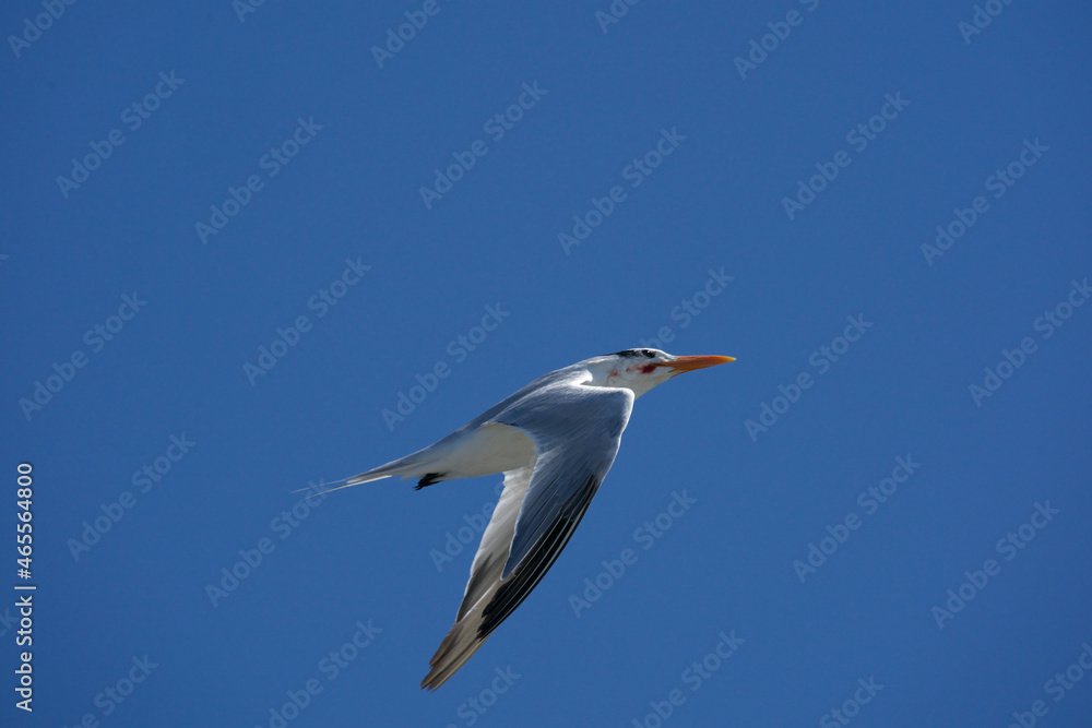 Obraz premium caspian tern in flight