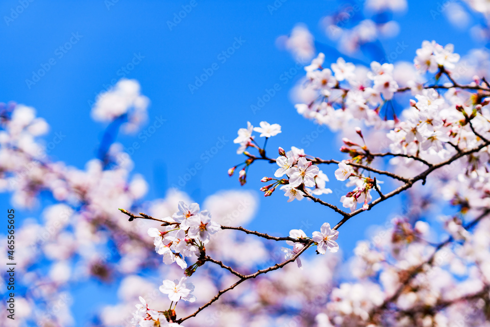 桜　サクラ　春　【 日本 の 春 の イメージ 】
