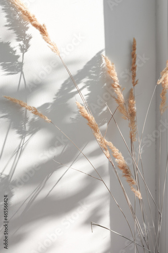 Dry flowers of pampas grass on a wall background indoors with sunbeams and abstract shadow. Minimalistic composition in boho style. #465566424