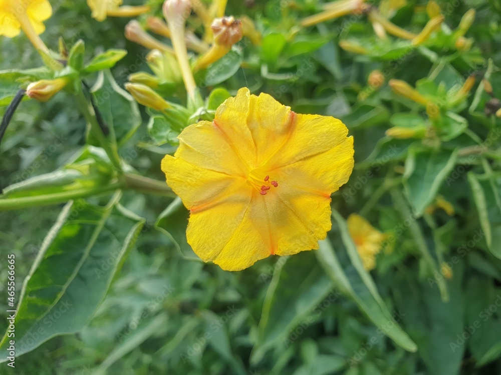 yellow flower yellow flower