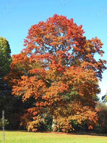 Colors of autumn fall: Red scarlet oak tree Querus Coccinea photo