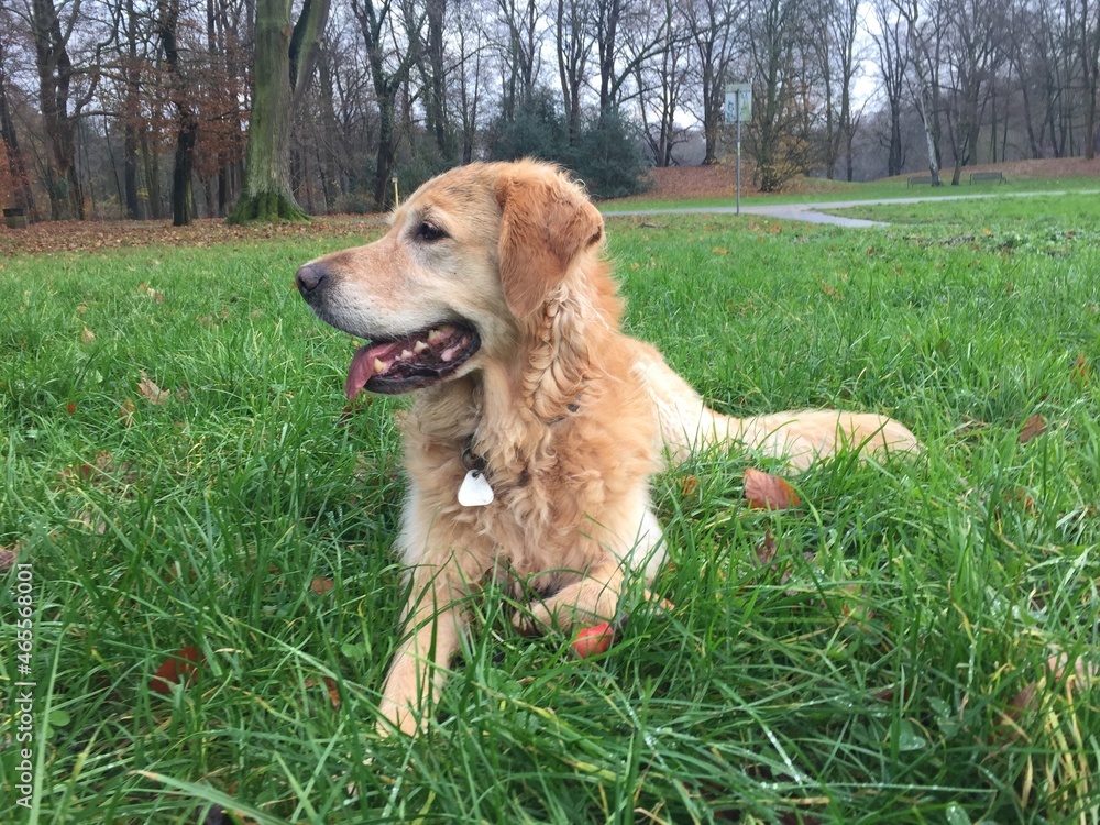 wunderschöner Golden Retriever wunderschöner Golden Retriever
