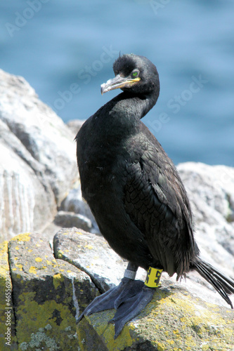 A close up of a Cormorant perched on a Rock