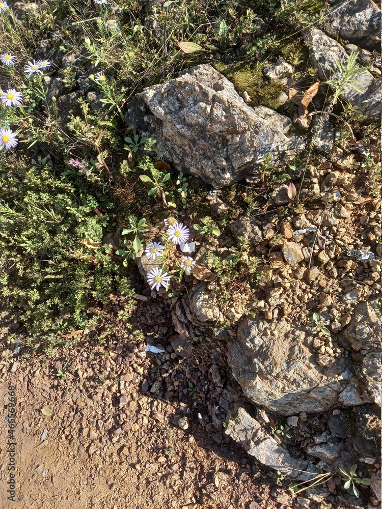 Obraz premium stone and moss