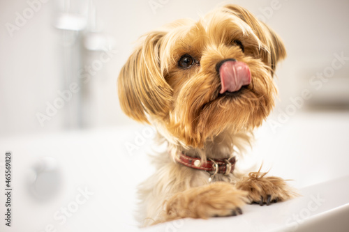 Puppy dog hungry. Yorkshire
