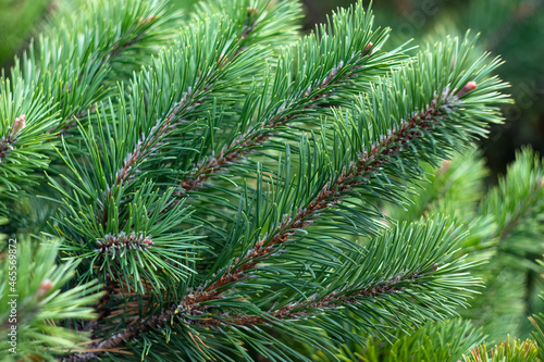 Branches of a fir tree. Spruce branch, evergreen, coniferous background. Pine needles close-up, pine-tree. Scotch fir. Green branches of fur tree. Christmas fir.
