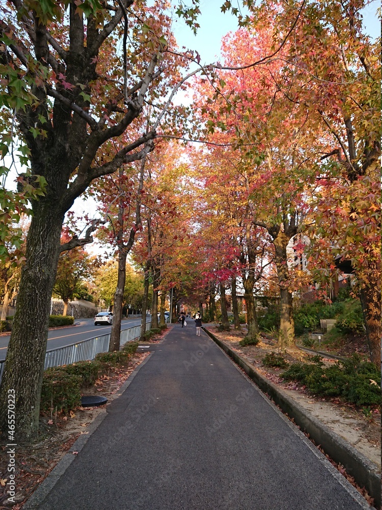 Naklejka premium autumn in the park